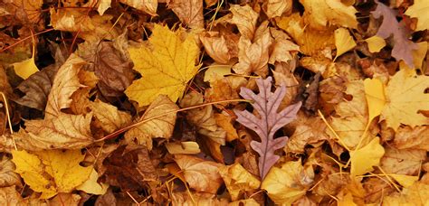 Deciduous Leaves 10 Free Hq Online Puzzle Games On