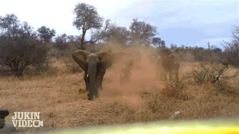 Watch An Elephant Attack A Car For The Win