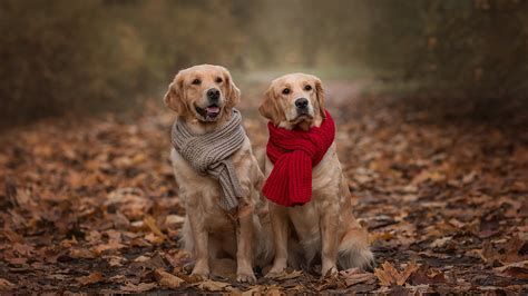 Two Golden Retriever Dogs Are Sitting On Ground With Dry Leaves Wearing