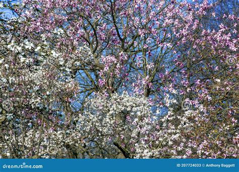 Magnolia Campbellii Campbells Magnolia Image Stock Image Du Fleur