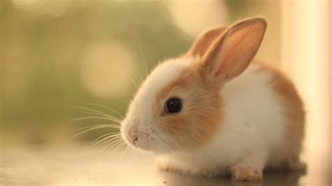 Lapins Rabbit