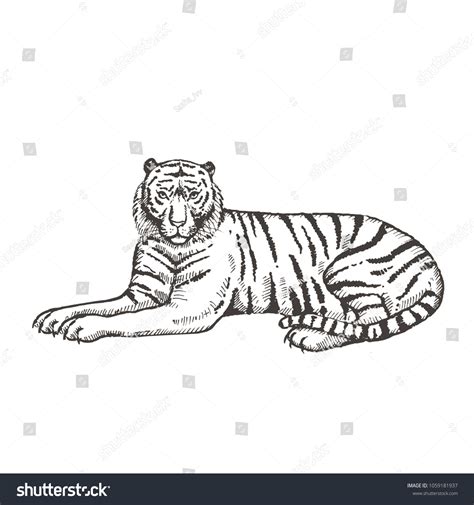 Hand Drawn Lying Tiger Sketch Vector Stock Vector Royalty Free