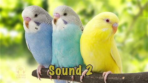 Budgerigar Birds Sound Sound Effects Youtube