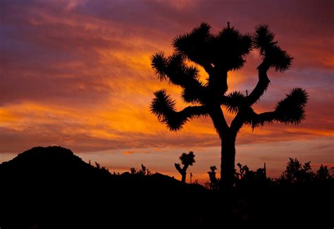Joshua Tree Wallpapers High Quality Download Free
