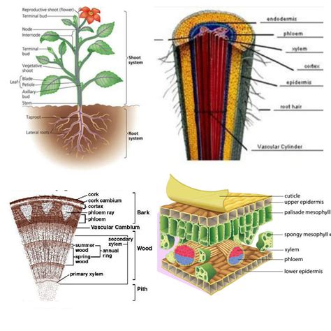 Lab 14 Plant Anatomy And Growth Diagram Quizlet