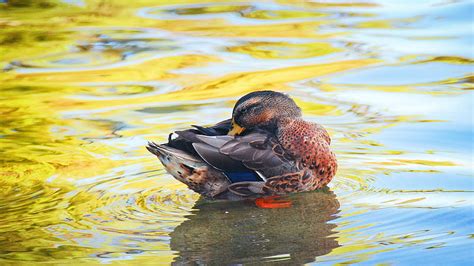 Brown Duck On Pond Birds Hd Wallpaper Peakpx