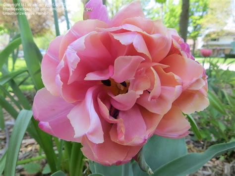 Plantfiles Pictures Double Late Tulip Peony Flowered Tulip Pink Star