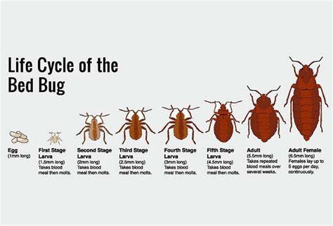 Bed Bug Life Cycle Stages Angelia Dahl