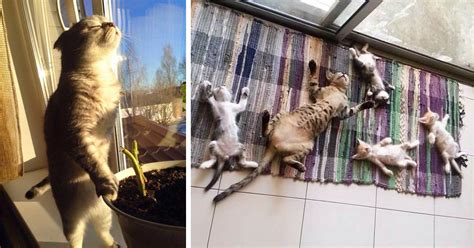 While some of these may be a bit obvious, other tokens of their affection have some hidden meaning behind them and you may have overlooked them not even realizing. 15+ Cats Who Love Sun More Than Anything | Purrtacular