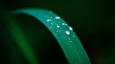 Wallpaper Grass Water Drops Green Dew Leaf Drop 1920x1080 Px