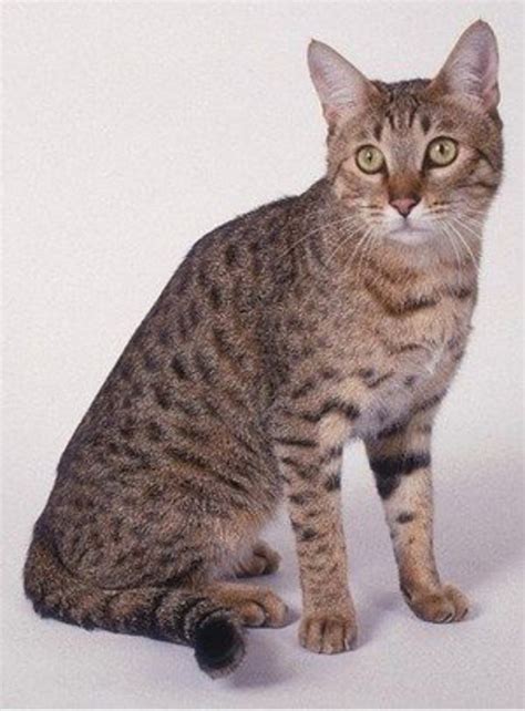 California Spangled Cat Cat Breed Information Images Characteristics