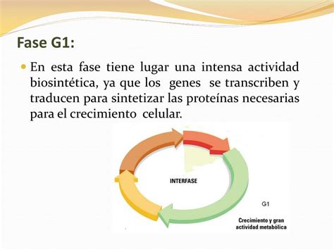 Ppt Ciclo Celular Powerpoint Presentation Free Download Id3521850