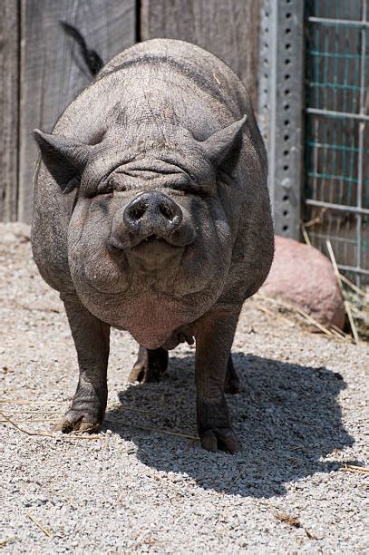 Royalty Free Pot Bellied Pig Pictures Images And Stock Photos Istock