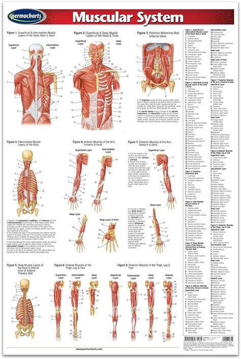 Muscle Anatomy Poster Anterior Posterior Deep Layers 24 X 36 Ph