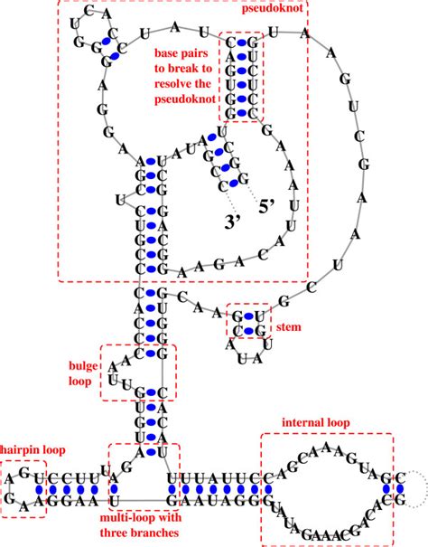 Rna Secondary Structure Example Schematic Representation Of The