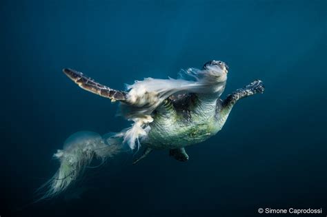 Australian Geographic Nature Photographer Of The Year
