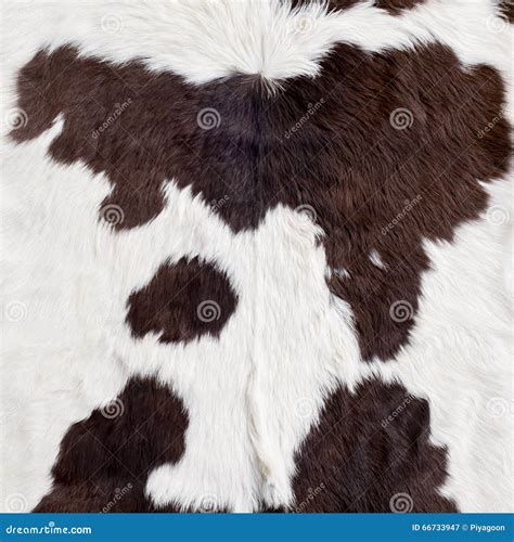 Cow Skin Texture Stock Image Image Of Decoration Material 66733947