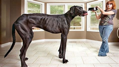 The Worlds Tallest Dog Guinness World Records Youtube