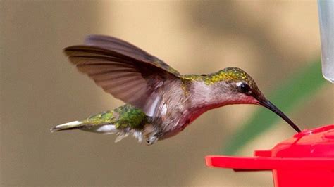 Help For Gardeners Where Are The Hummingbirds The