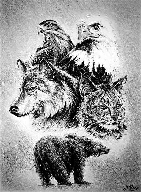 The Wildlife Collection Drawing By Andrew Read