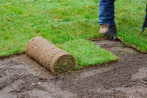 Why You Should Consider Professional Sod Installation Weekly Line