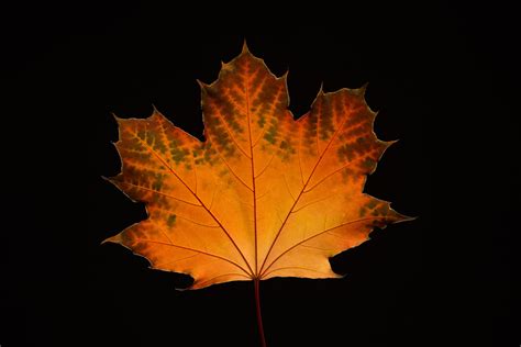 Maple Leaves In Fall Steven Vandervelde Photography
