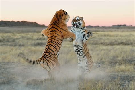 Tigers In Africa