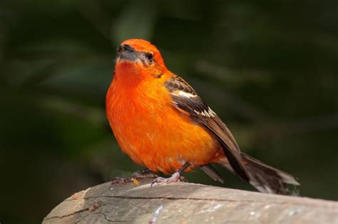 Birds In Indiana 27 Most Impressive And Colorful Species In This State