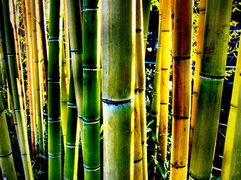 Wallpapers Bamboo Wallpapers