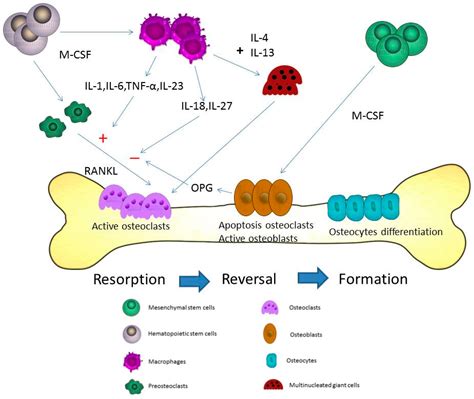 Osteoclasts Diagram