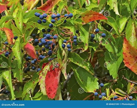 Virginia Creeper With Berries Stock Photo Image Of Virginia Leaves
