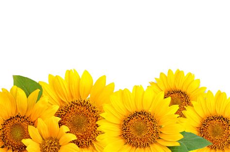 Frame Of Sunflowers On A White Background Background With Copy Space
