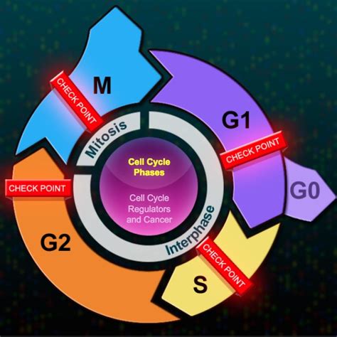 The Eukaryotic Cell Cycle And Cancer
