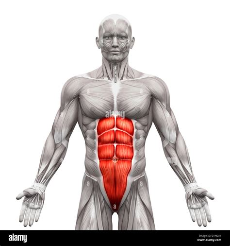 Rectus Abdominis Bauchmuskeln Anatomie Muskeln Isoliert Auf Weiss