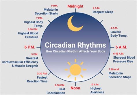 How Stress And The Circadian Rhythm Affect Sleep Thoracic And Sleep