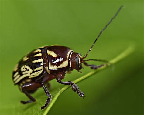 Is This A Beetle Bassareus Brunnipes Bugguidenet
