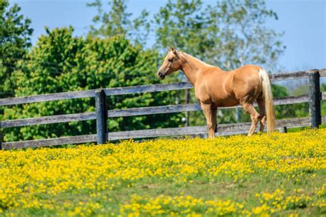 Kentucky Horse Farm Stock Photos Pictures And Royalty Free Images Istock