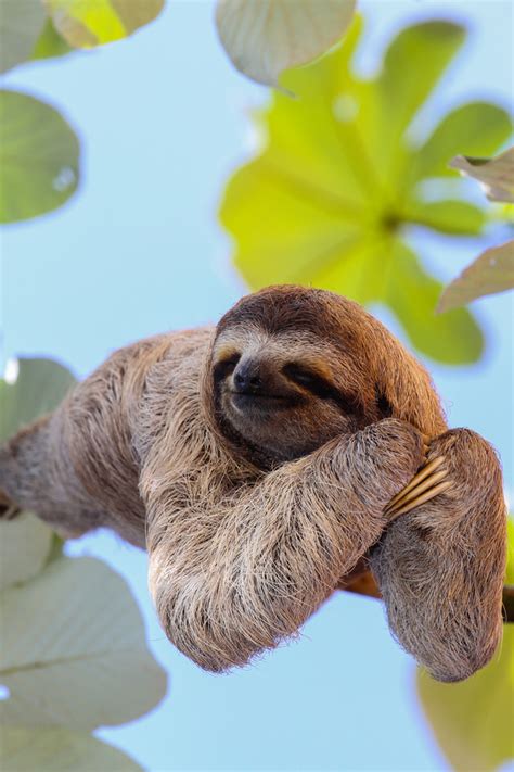 The Sloth To Sleep On The Branches Hd Picture 02 Free Download