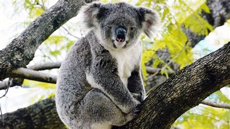 Koala Bear Picture