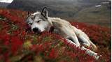 The white wolf of icicle creek wallpaper: Wolf Wallpapers 1920x1080 - Wallpaper Cave