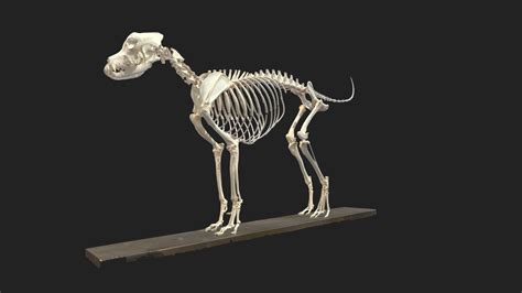 Dog Skeleton 3d Model By Vetanatmunich 687a49c Sketchfab