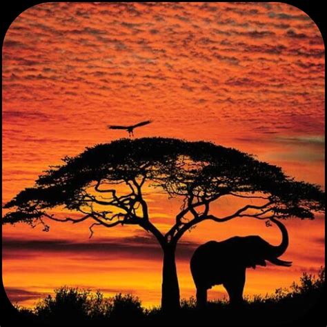 Baobab Tree At Africa Madagascar And Australia 🐘🌲🌲🌳🌴more At