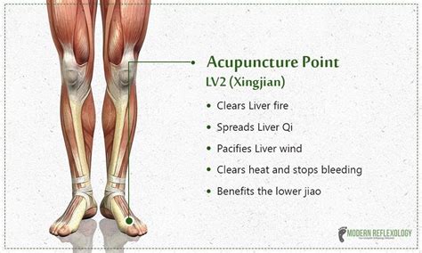 Acupuncture Point For Liver Acupuncture Acupuncture Points Reflexology