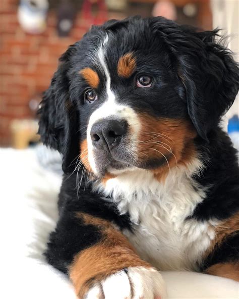 73 How To Train Bernese Mountain Dog Pic Bleumoonproductions