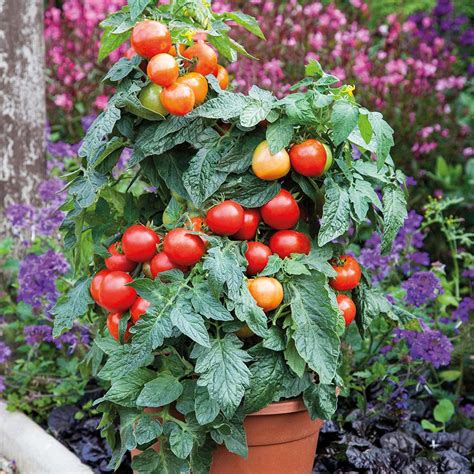 Grafted Tomato Plants F1 Summerlast Organic Gardening