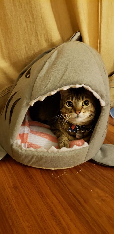 Finally He Is In The Shark Bed I Bought Him 3 Years Ago