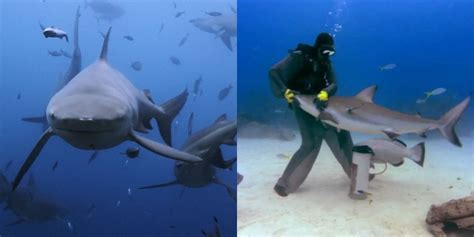 10 Great Shark Documentaries To Watch This Summer