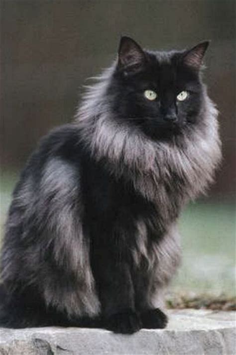 Norwegian Forest Cat Black