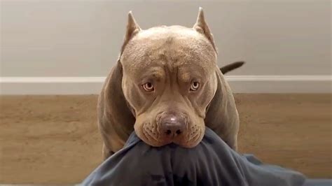 Pitbulls Being Wholesome Ep1 Funny And Cute Pitbull Compilation