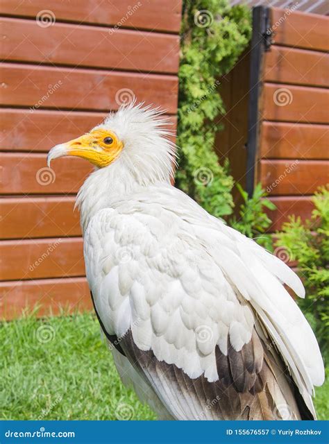 Beautiful White Bird Vulture Sitting And Looking Forward Closeup